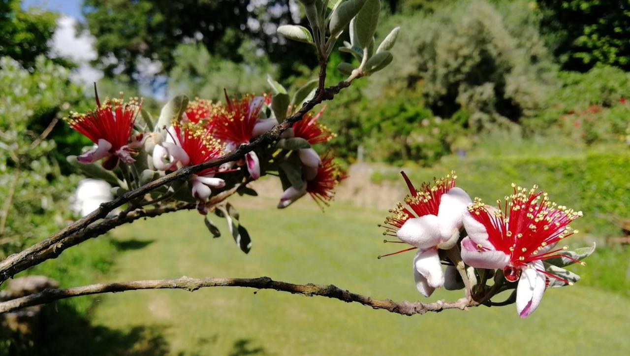 Poggiolindo B&B Capodimonte Eksteriør bilde